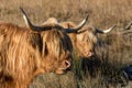 Golden sunrise over the Highland cows Royalty Free Stock Photo