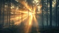 Golden sunrise rays filter through the mist in a dense forest. Resplendent. Royalty Free Stock Photo