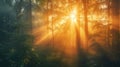 Golden sunrise rays filter through the mist in a dense forest. Resplendent. Royalty Free Stock Photo