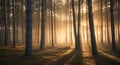Golden Sunrise Rays in a Misty Pine Forest Royalty Free Stock Photo
