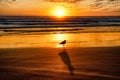 Golden Sunrise Seagull