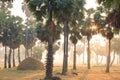 Golden sunrise shines down around Asian Palmyra palms on the rice field.