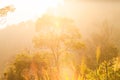Golden sunrise shines down around the mountain and tropical fore Royalty Free Stock Photo