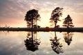 Golden sunset behind pine trees reflected in lake Royalty Free Stock Photo