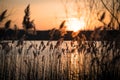 Golden sunset behind reed at a lake in the woods of Brandenburg Germany Royalty Free Stock Photo