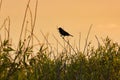 Golden Sunset, Black Bird, Silhouette, Tall Grass