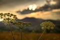 Golden sunset in carpathian mountains - beautiful summer landscape, wildflowers closeup, dark cloudy sky and bright sun light Royalty Free Stock Photo