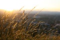 Golden sunset catches dry grass