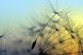 Golden sunset and dandelion Royalty Free Stock Photo