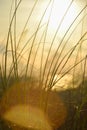 Golden Sunset in the Dunes Royalty Free Stock Photo