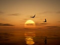 Golden Sunset with Eagles Royalty Free Stock Photo