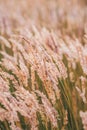 Golden sunset evening light illuminates the fluffy ears of grass in the field. Selective focus macro shot with shallow Royalty Free Stock Photo