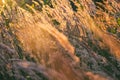 Golden sunset evening light illuminates the fluffy ears of grass in the field. Selective focus macro shot with shallow Royalty Free Stock Photo