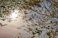 golden sunset glow against pond and lilypads in summer