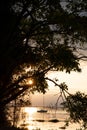 Golden sunset in Ibera Wetlands, Argentina Royalty Free Stock Photo