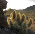 Golden sunset light illuminates cholla cactus in Saguaro National Park Royalty Free Stock Photo