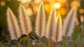 Golden Sunset Light Illuminates Fluffy Grass Plumes Royalty Free Stock Photo