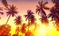 Golden sunset, nature background with palms Royalty Free Stock Photo