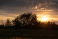 Golden sunset over bushes on the edge of a rye field Royalty Free Stock Photo