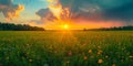 Golden Sunset Over Floral Field Panorama. Summer nature landscape