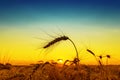 Golden sunset over harvest field Royalty Free Stock Photo