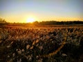 Golden sunset over marsh grasses Royalty Free Stock Photo