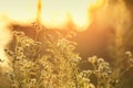 Golden sunset over meadow Royalty Free Stock Photo