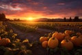 a golden sunset over a peaceful pumpkin patch