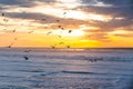 Golden sunset over the sea and flock of flying birds. Royalty Free Stock Photo