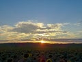 Golden sunset over sunflower fields, mystical clouds in the sky