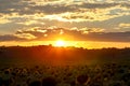 Golden sunset over sunflower fields, mystical clouds in the sky