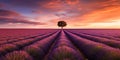 A golden sunset over a vast lavender field, with a single, lonely tree silhouetted against the vibrant colors, concept