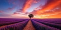 A golden sunset over a vast lavender field, with a single, lonely tree silhouetted against the vibrant colors, concept