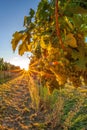 Golden sunset over vineyards in Wachau valleyUnesco world heritage site Lower Austria, Austria