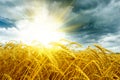 Golden sunset over wheat field Royalty Free Stock Photo