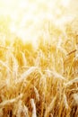 Golden sunset over wheat field. Royalty Free Stock Photo