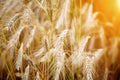 Golden sunset over wheat field. Royalty Free Stock Photo