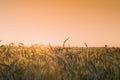 Golden sunset over wheat field Royalty Free Stock Photo