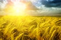 Golden sunset over wheat field Royalty Free Stock Photo