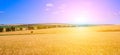 Golden sunset over wheat field. Wide photo Royalty Free Stock Photo