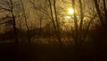 Golden sunset over winter wetland landscape with bare tree silhouettes reflecting in the water