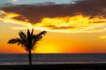 Golden sunset with palm tree on the beach by the Pacific Ocean. Royalty Free Stock Photo