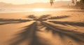 Golden Sunset Palm Tree Shadow on Sandy Beach Royalty Free Stock Photo