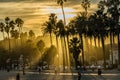 Golden sunset with palm trees in Santa Barbara, California.