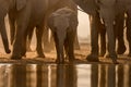 A golden sunset photograph of a family herd of elephant drinking at a water hole Royalty Free Stock Photo