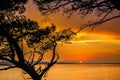 Golden sunset through pine trees Royalty Free Stock Photo