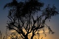 Golden sunset with a silhouette tree standing alone