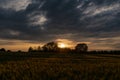 Golden sunset with sun rays from a dramatic sky over bushes on the edge of a rye field Royalty Free Stock Photo