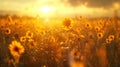 Golden sunset sunflower field with hyperrealistic depth of field and vibrant colors Royalty Free Stock Photo