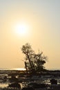 Golden Sunshine - Landscape with Bright Sunlight, Single Tree, Rocky Beach and Clear Sky